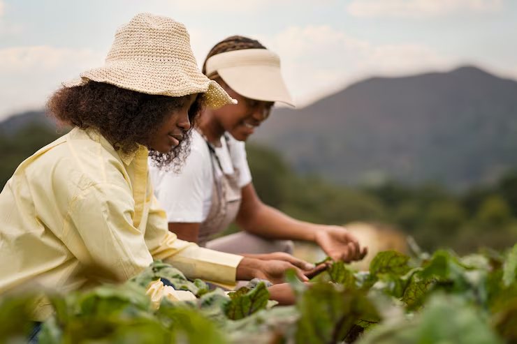 Two team members inspecting leafy crops in a field